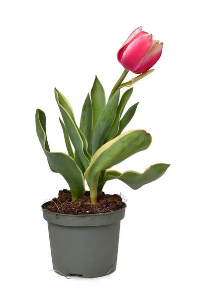 Rosa Tulipa Red Sparks Toplips Tulpe Mit Rosa Farbe Und — Stockfoto