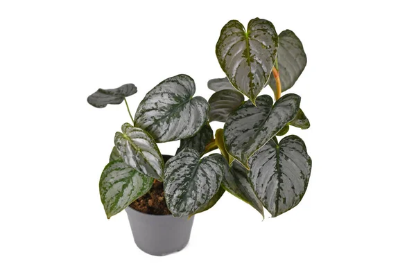 Tropical Philodendron Brandtianum Houseplant Silver Pattern Leaves Flower Pot White — Stock Photo, Image