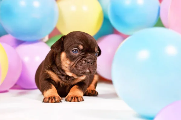 Tan French Bulldog Dog Puppy Colorful Balloons — Stock Photo, Image