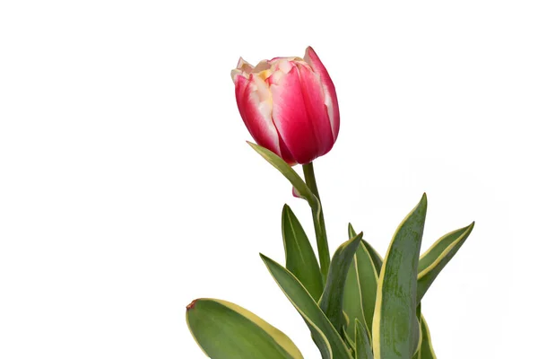 Nahaufnahme Von Tulipa Red Sparks Toplips Tulpenblume Mit Rosa Farbe — Stockfoto