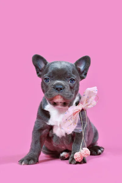 Young French Bulldog dog puppy with pink ribbon