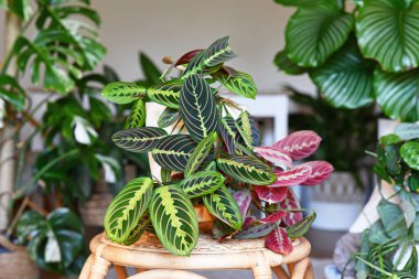 Tropik Maranta Leuconeura Fascinator bitkisi oturma odasında bir sürü bitkiyle birlikte egzotik kırmızı çizgili masa.