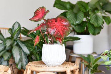 Egzotik Caladium Red Flash saksısı çiçek saksısında oturma odasında bir sürü bitki ile çevrili.