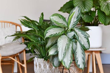 Potted tropical 'Aglaonema Silver Bay' houseplant with silver pattern in basket  with other houseplants in blurry background clipart