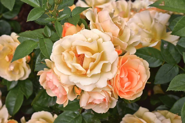 Top view of full peach colored rose flower in bloom