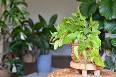 Tropik 'Epipremnum Aureum Lemon Lime' ev bitkisi oturma odasındaki sepet çiçekli saksıda neon yeşil yapraklar