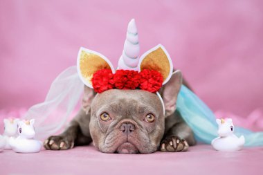 Boynuzu, çiçekleri ve duvağı olan tek boynuzlu at kostümlü sevimli Fransız Bulldog köpeği şirin lastik oyuncak tek boynuzlu atların yanında yatıyor.