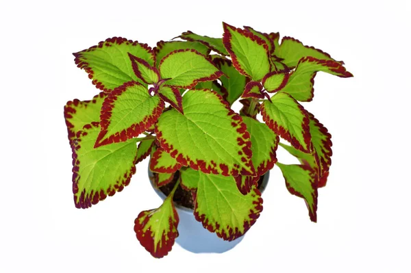 白い背景に描かれたイラクサ Coleus Blumei Velvet 植物を移植 — ストック写真