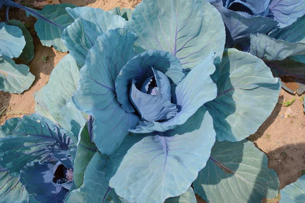 Purple Cabbage Growing Field — Stock Photo, Image