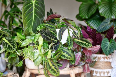 Şehir ormanı. Pothos, Philodendron ya da Maranta gibi farklı tropik bitkiler yaşayan kanguru saksılarında yetişir.