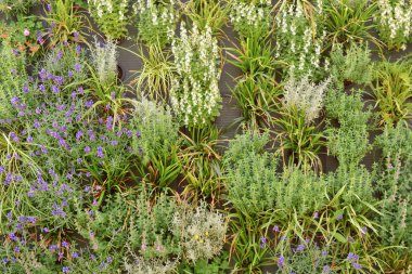 Yaşayan yeşil duvar, büyüyen bir ortamda bitkilerle kasten kaplanmış dikey bir yapı.