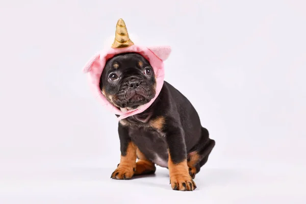 Tan French Bulldog Puppy Cute Pink Unicorn Hat Golden Horn — стоковое фото