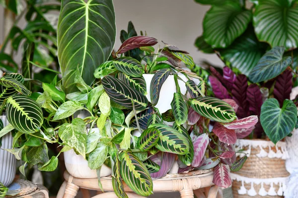 stock image Urban jungle. Different tropical houseplants like Pothos, Philodendron or Maranta plants in flower pots in living roo