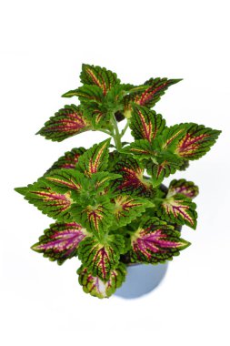 Isırgan otuyla boyanmış Coleus Blumei bitkisi. Beyaz arka grubunda koyu pembe damarları var.