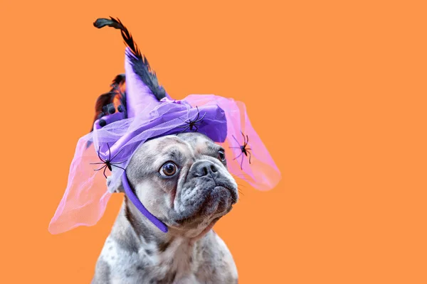 French Bulldog Dog Halloween Costume Witch Hat Orange Backgroun — Stock Photo, Image