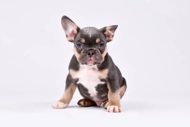 8 haftalık Blue Tan Fransız Bulldog köpeği yavrusu