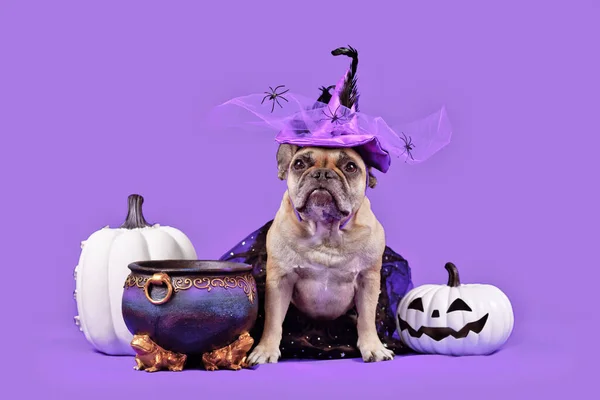 Francia Bulldog Kutya Halloween Jelmez Boszorkány Kalap Mellett Üst Tök — Stock Fotó
