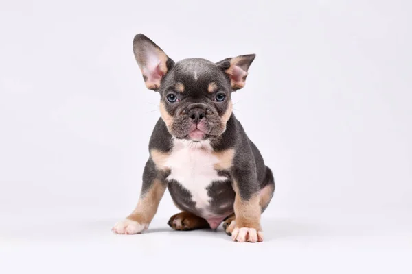 Semanas Idade Blue Tan French Bulldog Cachorro Cão — Fotografia de Stock