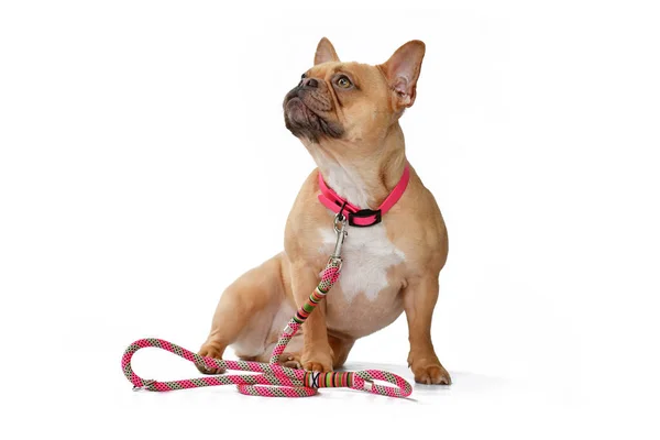 Rote Rehkitz Französische Bulldogge Mit Rosa Halsband Mit Leine Auf — Stockfoto