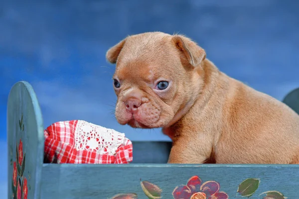 Csoki Vörös Francia Bulldog Kutya Kiskutya Ágyban Előtt Kék Háttér — Stock Fotó