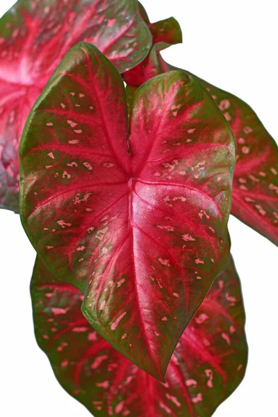 白い背景に明るい赤い葉を持つエキゾチックなカラジウムレッドフラッシュハウスプラントの葉 — ストック写真