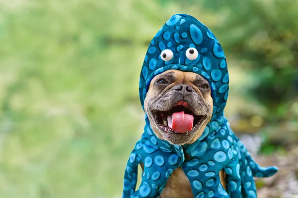 Смішний Французький Собака Бульдог Костюмі Восьминога Хеллоуїн — стокове фото