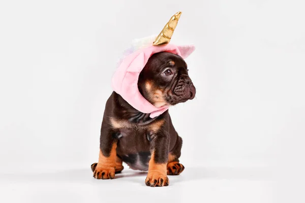 Tan Francia Bulldog Kiskutya Aranyos Rózsaszín Egyszarvú Kalap Arany Horgony — Stock Fotó