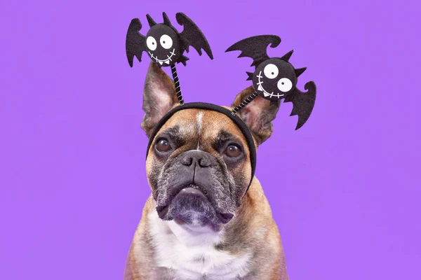 Милый Французский Бульдог Смешных Хэллоуинских Повязках Улыбающимися Летучими Мышами Фиолетовом — стоковое фото