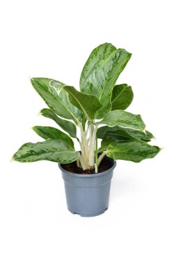 Tropikal 'Aglaonema Royal Diamond' ev bitkisi. Beyaz arka grubunda gümüş desenli.