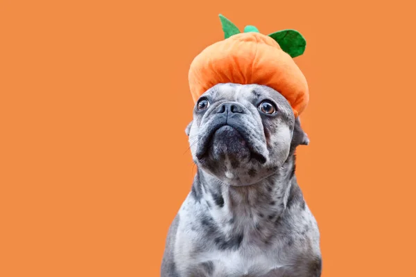 Vtipný Francouzský Buldok Pes Halloweenským Dýňovým Kloboukem Oranžovém Pozadí — Stock fotografie