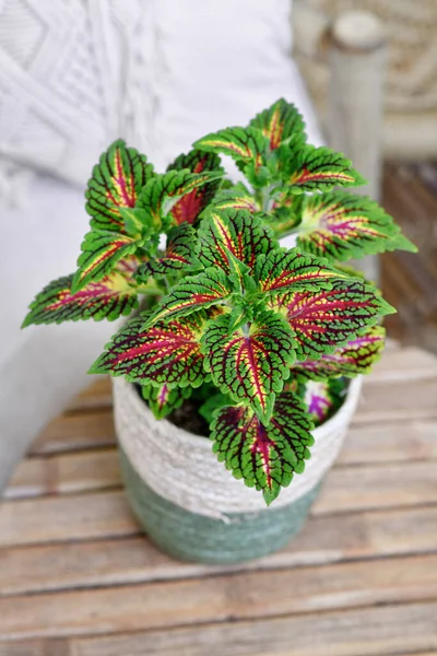 Painted nettle \'Coleus Blumei\' plant with dark pink veins in basket flower pot on table