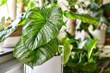 Büyük yapraklı gümüş desenli tropik Philodendron Mamei bitkisi.