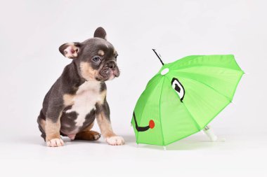 Mavi Tan Fransız Bulldog köpeği ve komik kurbağa şemsiyesi
