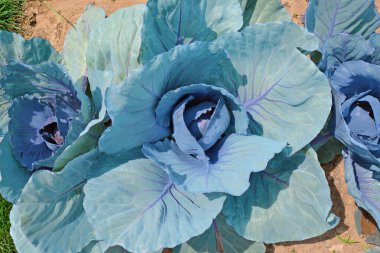 Sahada büyüyen mor lahana manzarası