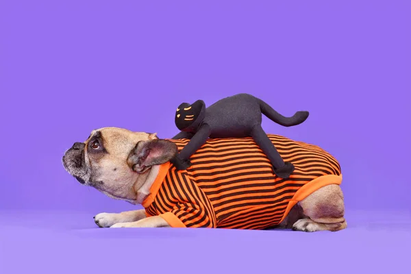Legrační Halloweenský Psí Kostým Francouzský Buldok Strašidelný Černošky Kočka Zádech — Stock fotografie