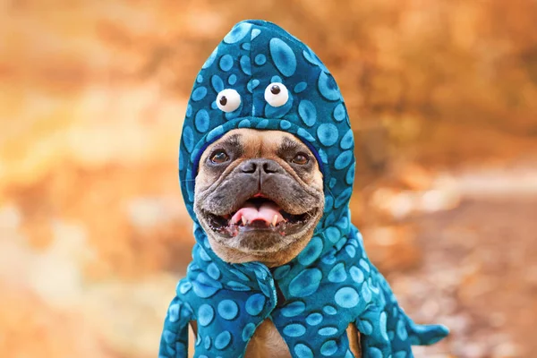 Mutlu Fransız Bulldog Komik Ahtapot Cadılar Bayramı Kostümü Komik Gözler — Stok fotoğraf