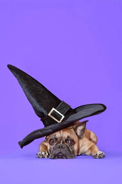 French Bulldog dog with large Halloween costume witch hat on purple background