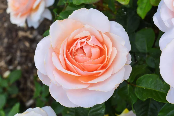 Peach Colored Rose Flower Bloom — Stock Photo, Image
