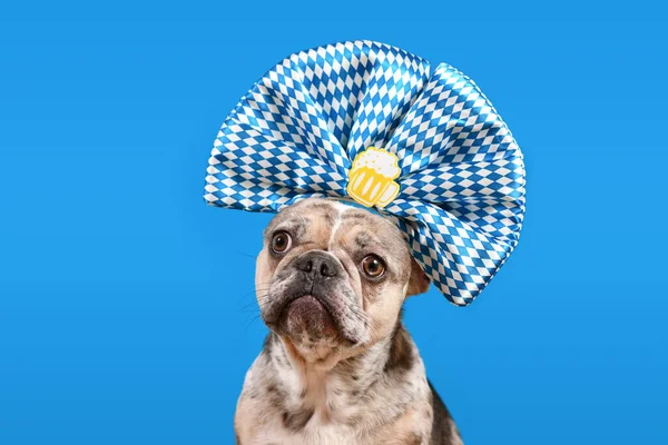 French Bulldog dog wearing Oktoberfest ribbon headband with traditional blue and white colors and beer mug on blue backgroun