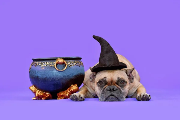 Французский Бульдог Шляпе Ведьмы Хэллоуин Рядом Котлом Фиолетовой Спинке — стоковое фото