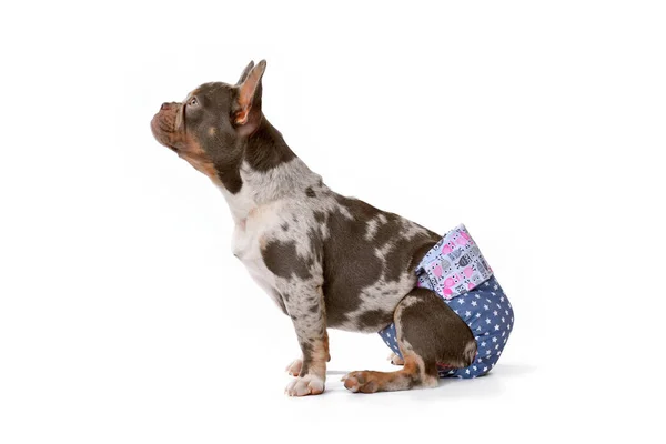 Dog diaper Φωτογραφίες Αρχείου, Royalty Free Dog diaper Εικόνες |  Depositphotos