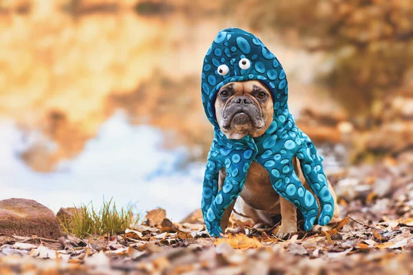 Vicces Halloween Kutya Jelmez Aranyos Francia Bulldog Visel Polip Öltöny — Stock Fotó