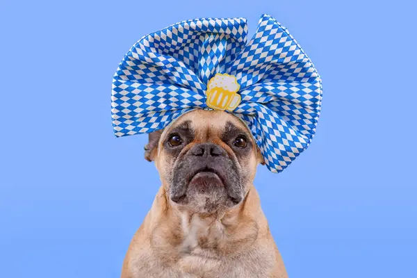 Oktoberfest French Bulldog dog wearing large blue and white ribbon with beer mug on head in front of blue backgroun
