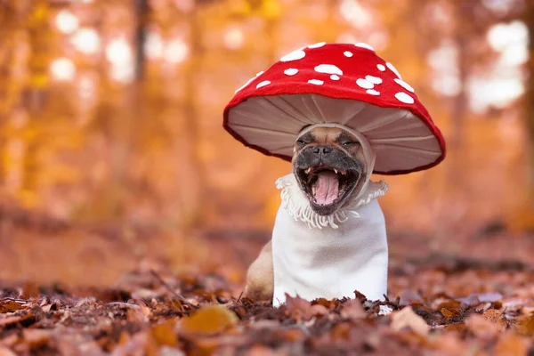 Laughing French Bulldog dog in funny unique fly agaric mushroom costume standing in orange autumn forest with copy spac