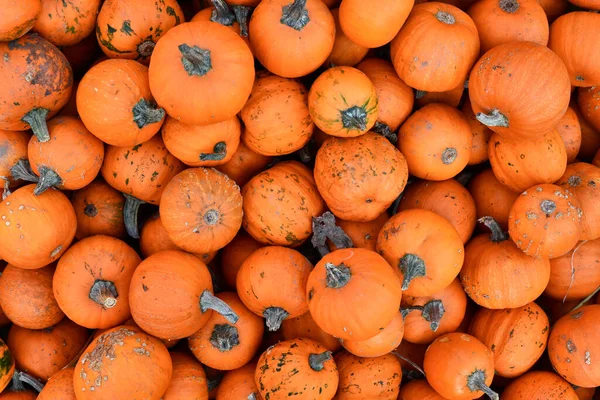 Muchas Calabazas Talladas Naranjas Baby Bear Halloween — Foto de Stock