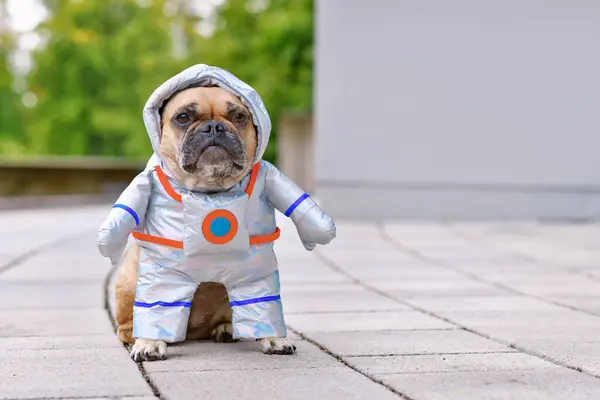 Cute French Bulldog Dog Wearing Funny Halloween Astronaut Space Suit — Stock Photo, Image