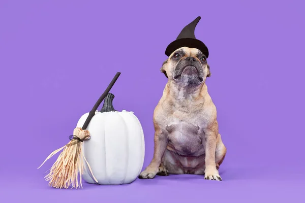 Francia Bulldog Kutya Halloween Jelmez Boszorkány Kalap Mellett Üst Lila — Stock Fotó