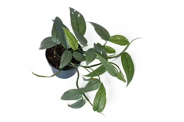 Draufsicht Auf Tropische Epipremnum Pinnatum Cebu Blue Zimmerpflanze Mit Silberblauen — Stockfoto