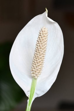 Çiçek açan beyaz tropikal Spatthiphyllum bitkisine yakın.