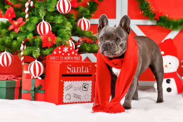 Perro Bulldog Francés Con Bufanda Roja Invierno Junto Decoratio Navideño —  Fotos de Stock